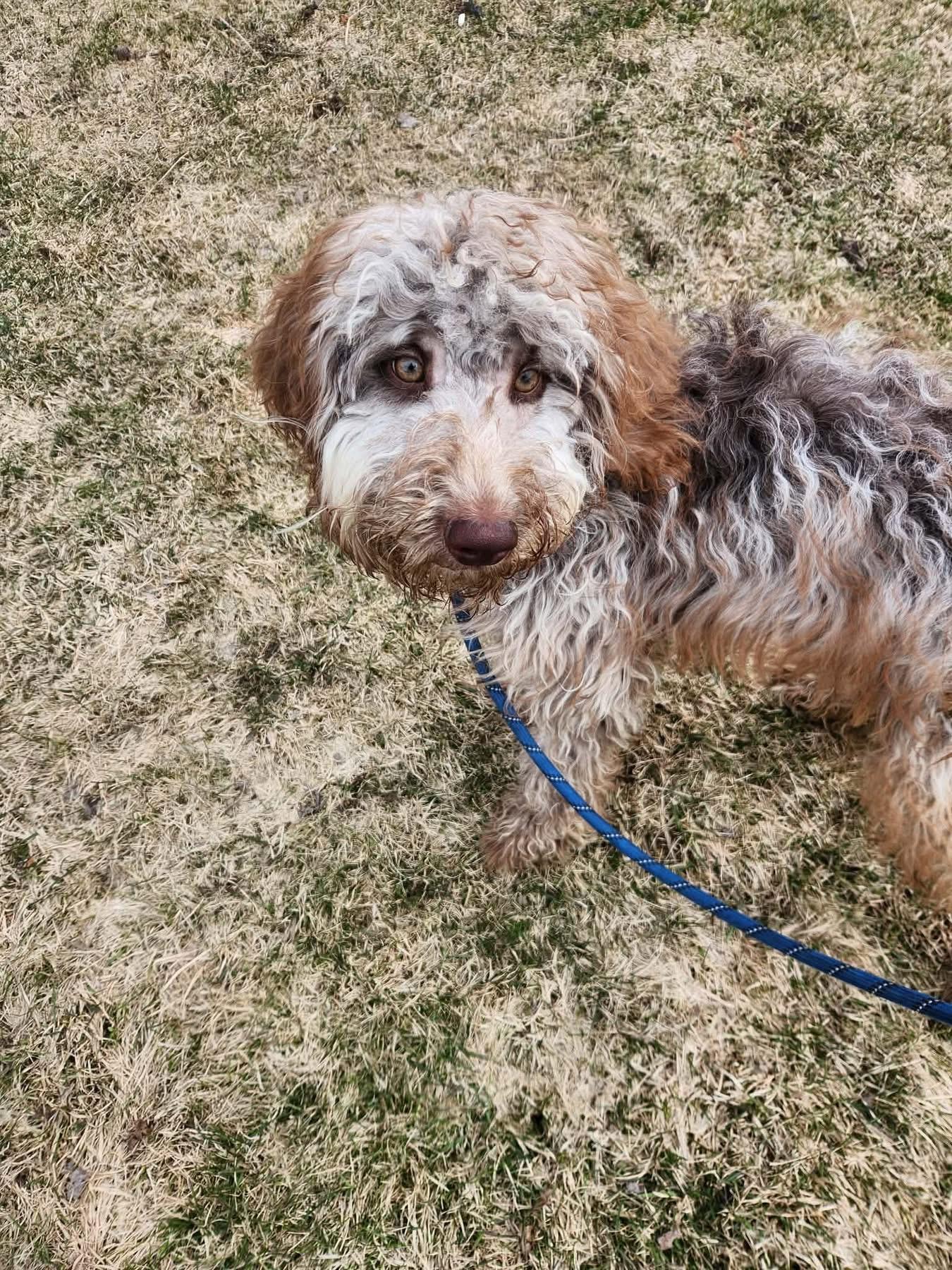 Sapphire, adoptable, Young Male Poodle.