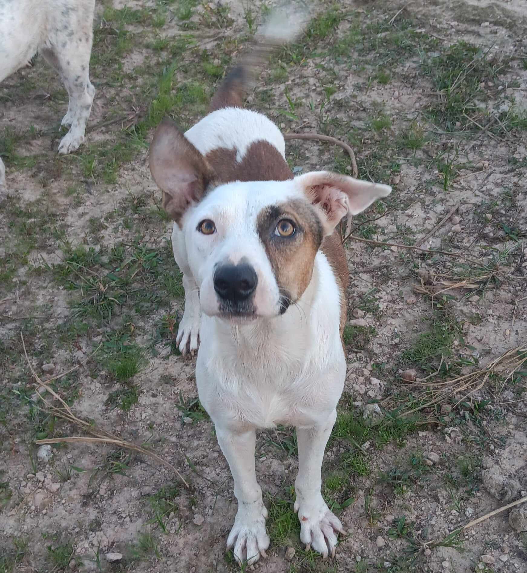 Dog for adoption Bonita, an Australian Cattle Dog / Blue Heeler Mix