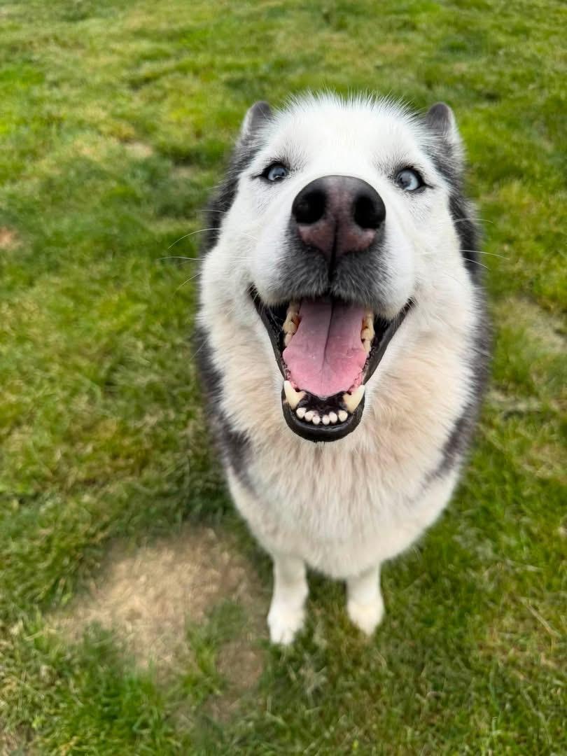 Dolly Barkton, Adoptable, Senior Female Siberian Husky.