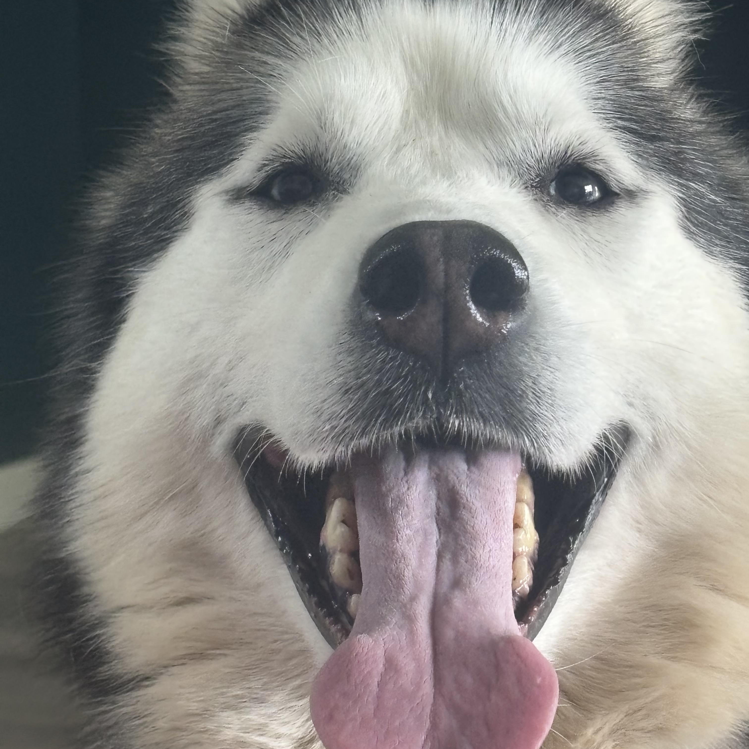 Enlarge Dolly Barkton, a Adoptable Siberian Husky in Fort Wayne, IN image 4/5
