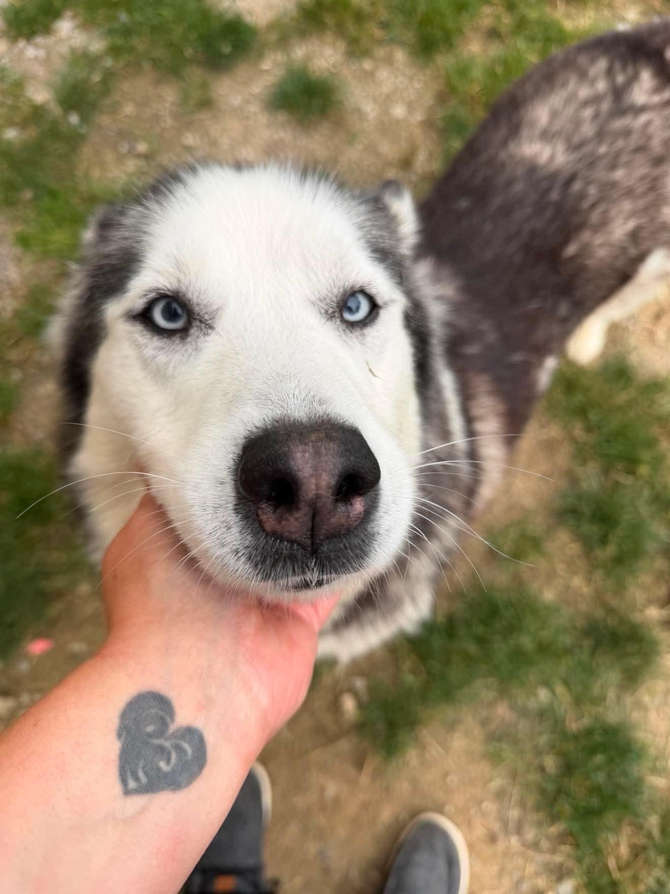 Enlarge Dolly Barkton, a Adoptable Siberian Husky in Fort Wayne, IN image 5/5