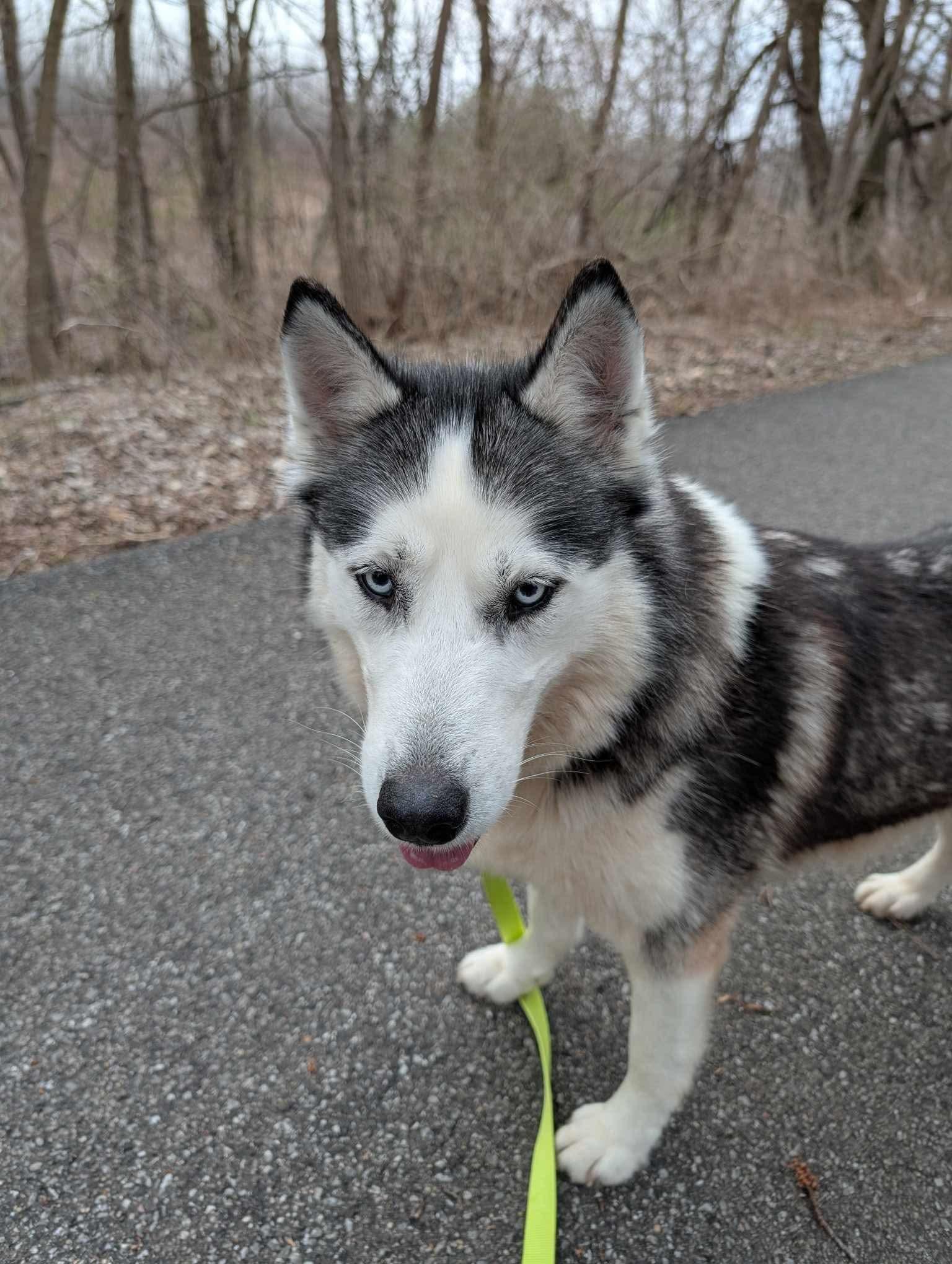 Enlarge Dolly Barkton, a ADOPTABLE Siberian Husky in Fort Wayne, IN image 1/1