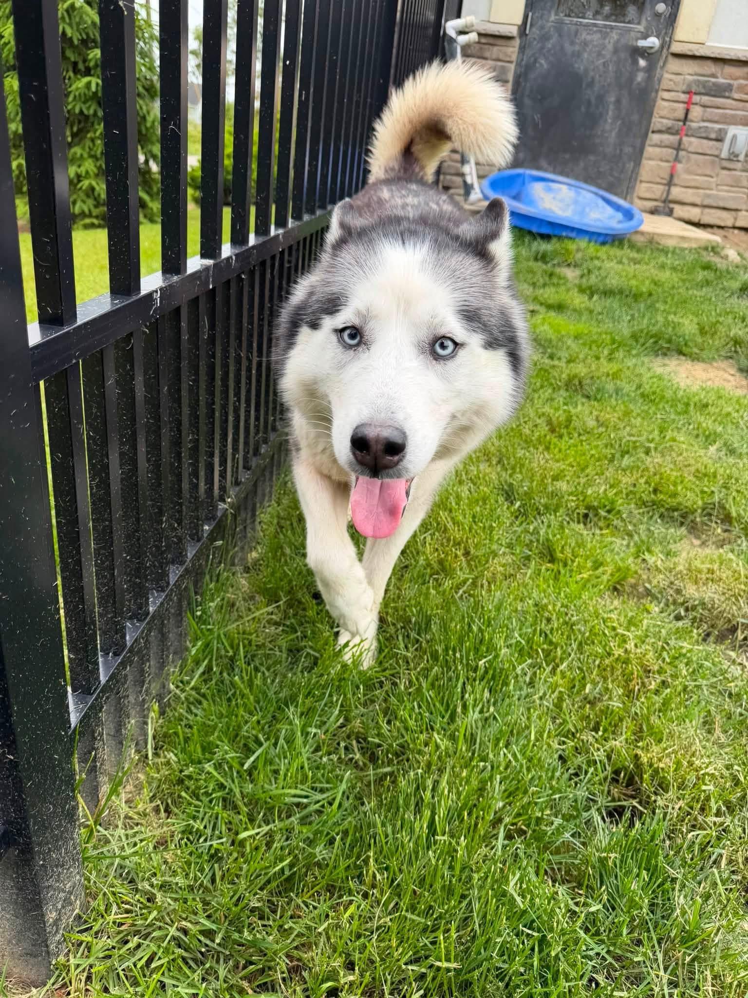 Enlarge Dolly Barkton, a Adoptable Siberian Husky in Fort Wayne, IN image 3/5