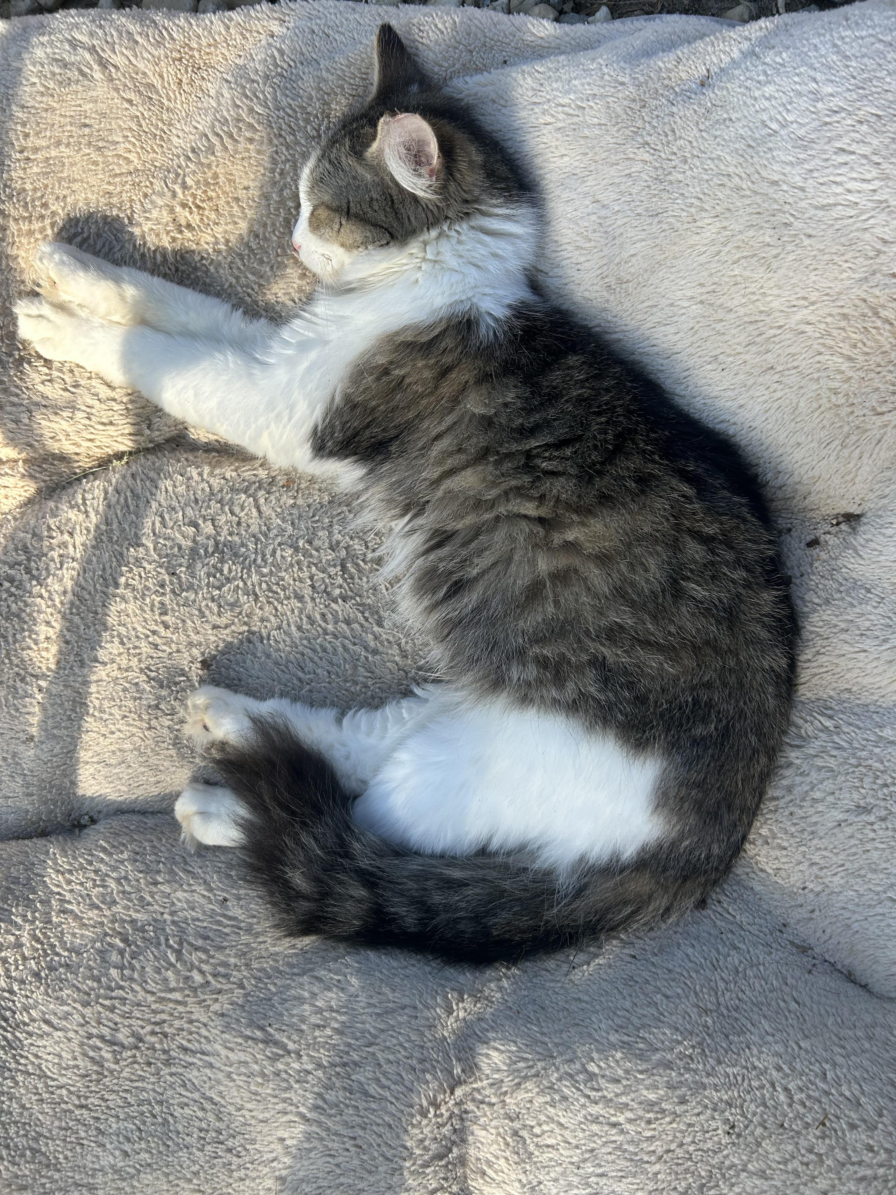 Bella, Adult Female unknown