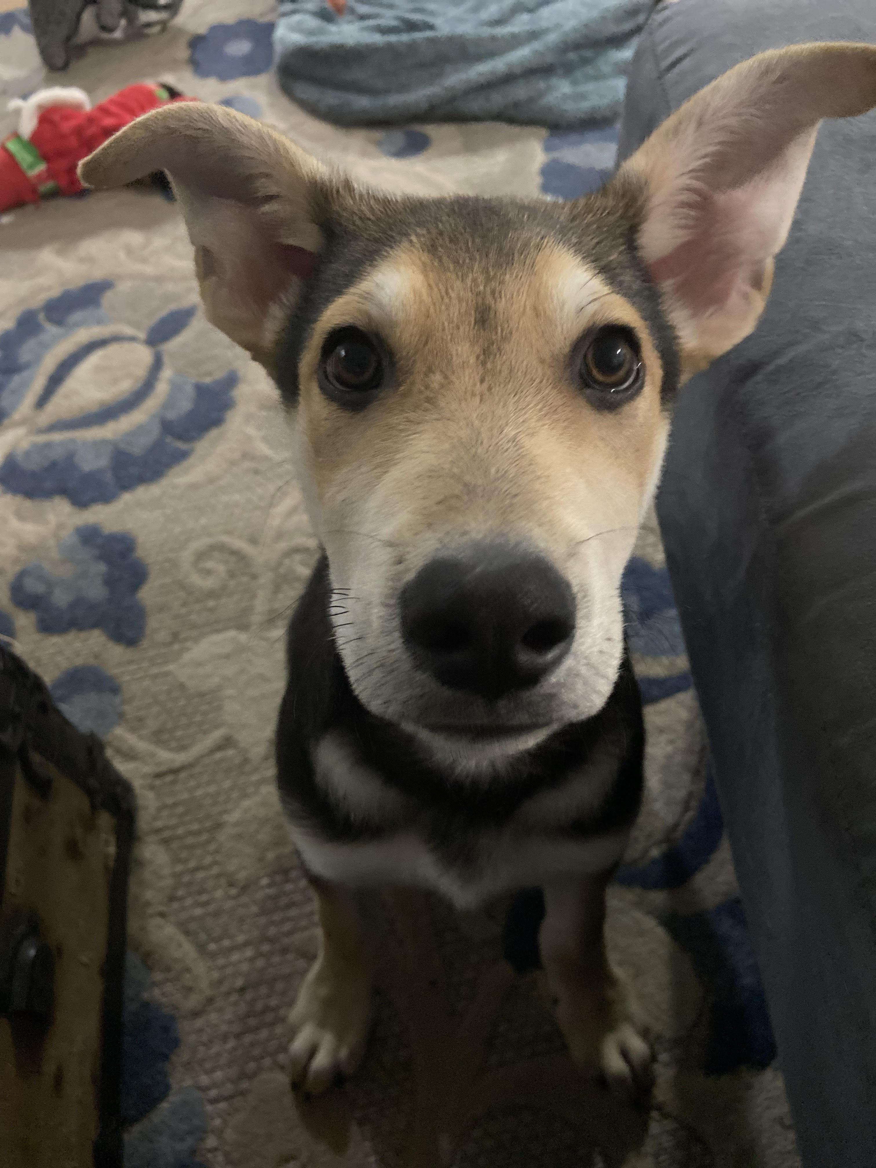 Jack, Adopted, Adult Male German Shepherd Dog.