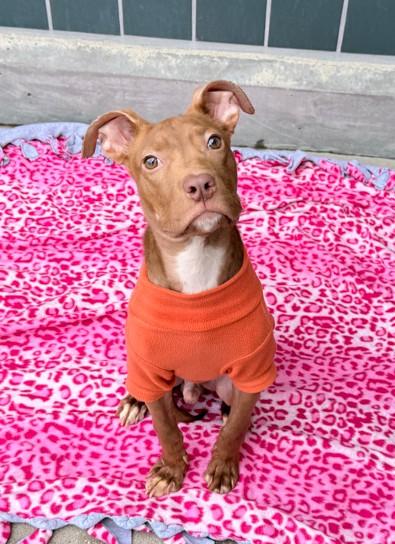 Enlarge ALBERT, a Adoptable Pit Bull Terrier in Rancho Cucamonga, CA image 1/1
