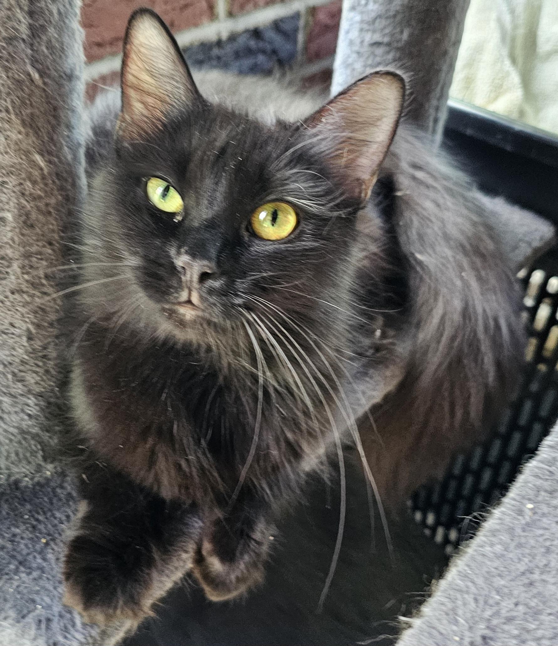 Velvet, a Adoptable Domestic Medium Hair in Greensburg, PA image 1/2