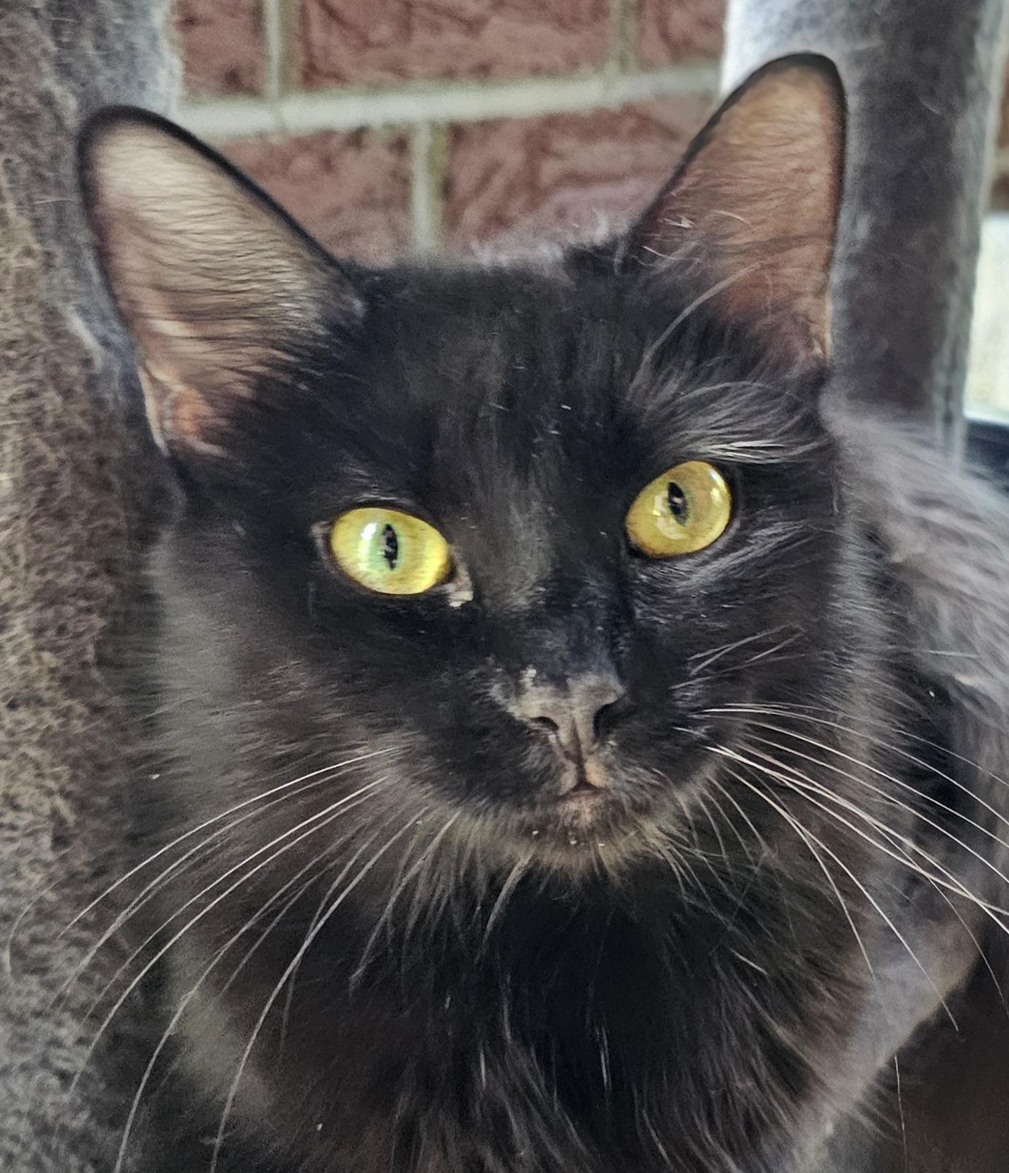 Velvet, a Adoptable Domestic Medium Hair in Greensburg, PA image 2/2