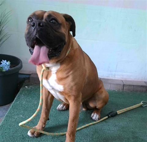 Enlarge MACHO, a Adoptable Boxer in Baldwin Park, CA image 1/1