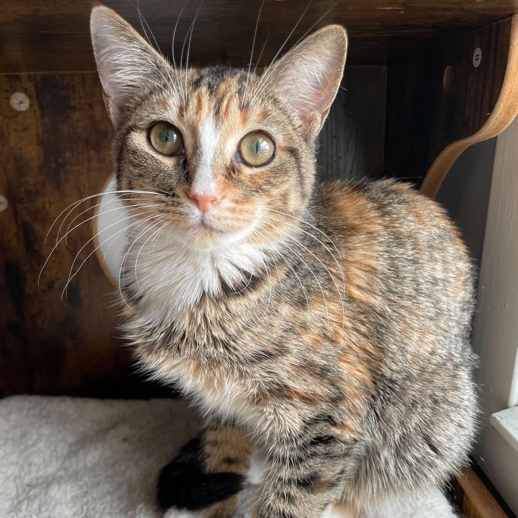 Berry Boo thumbnail 4