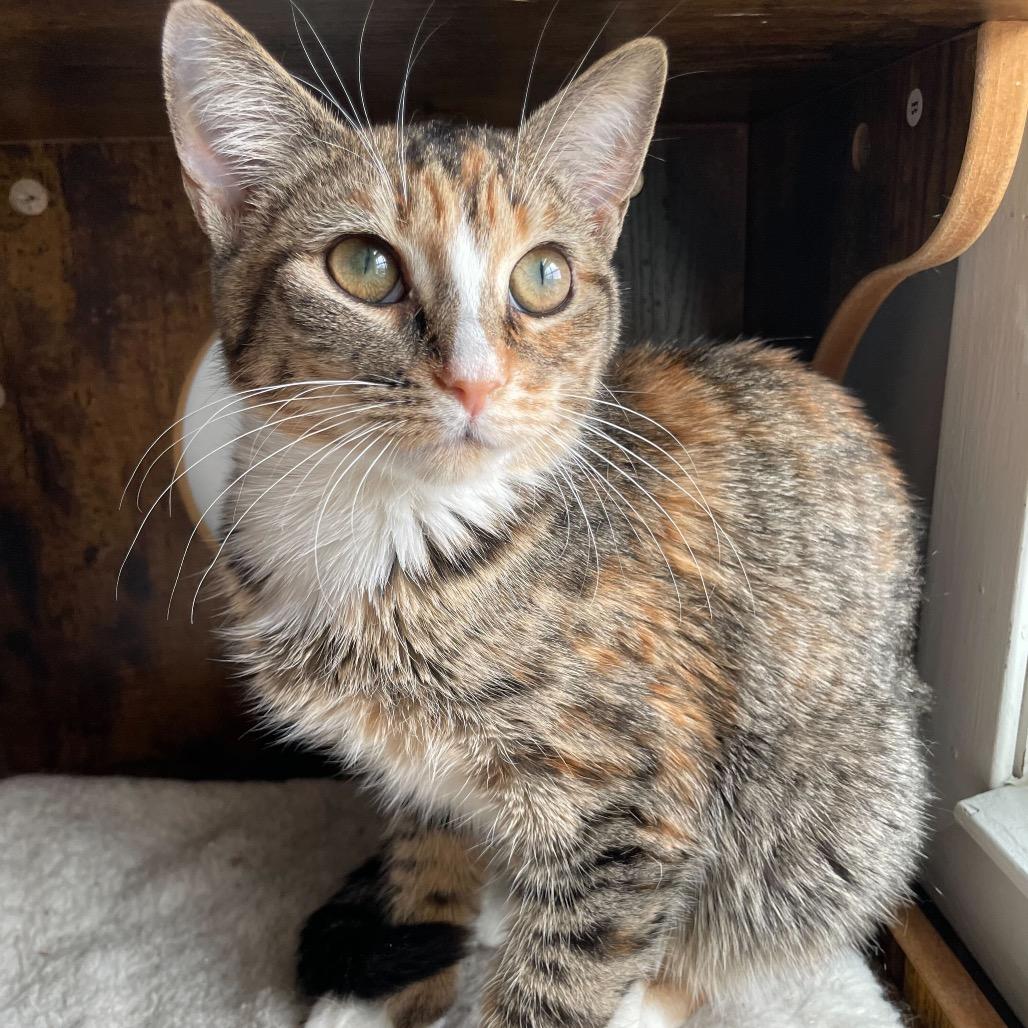 Berry Boo thumbnail 5