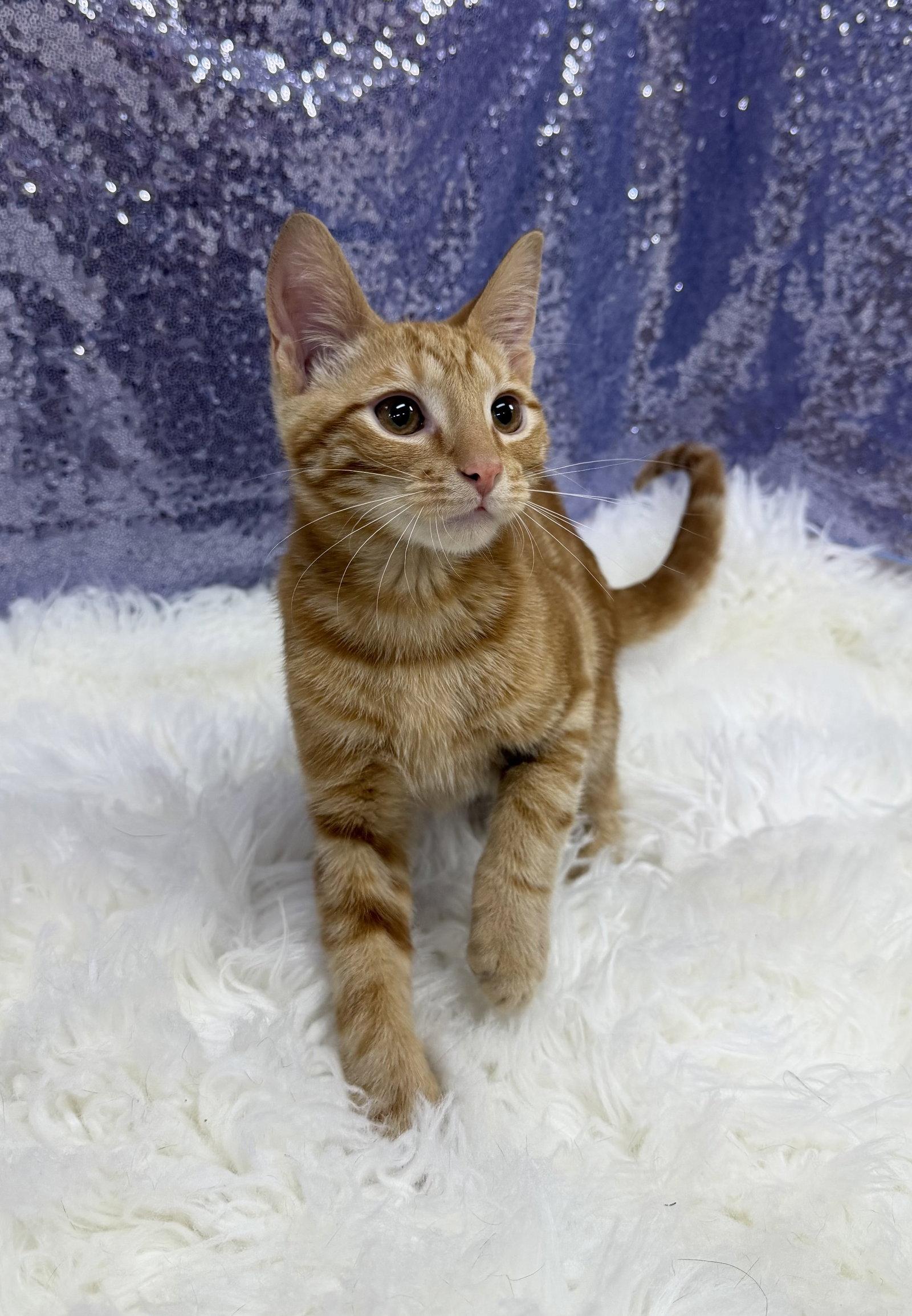 Tyler, Adoptable, Young Male Domestic Short Hair.