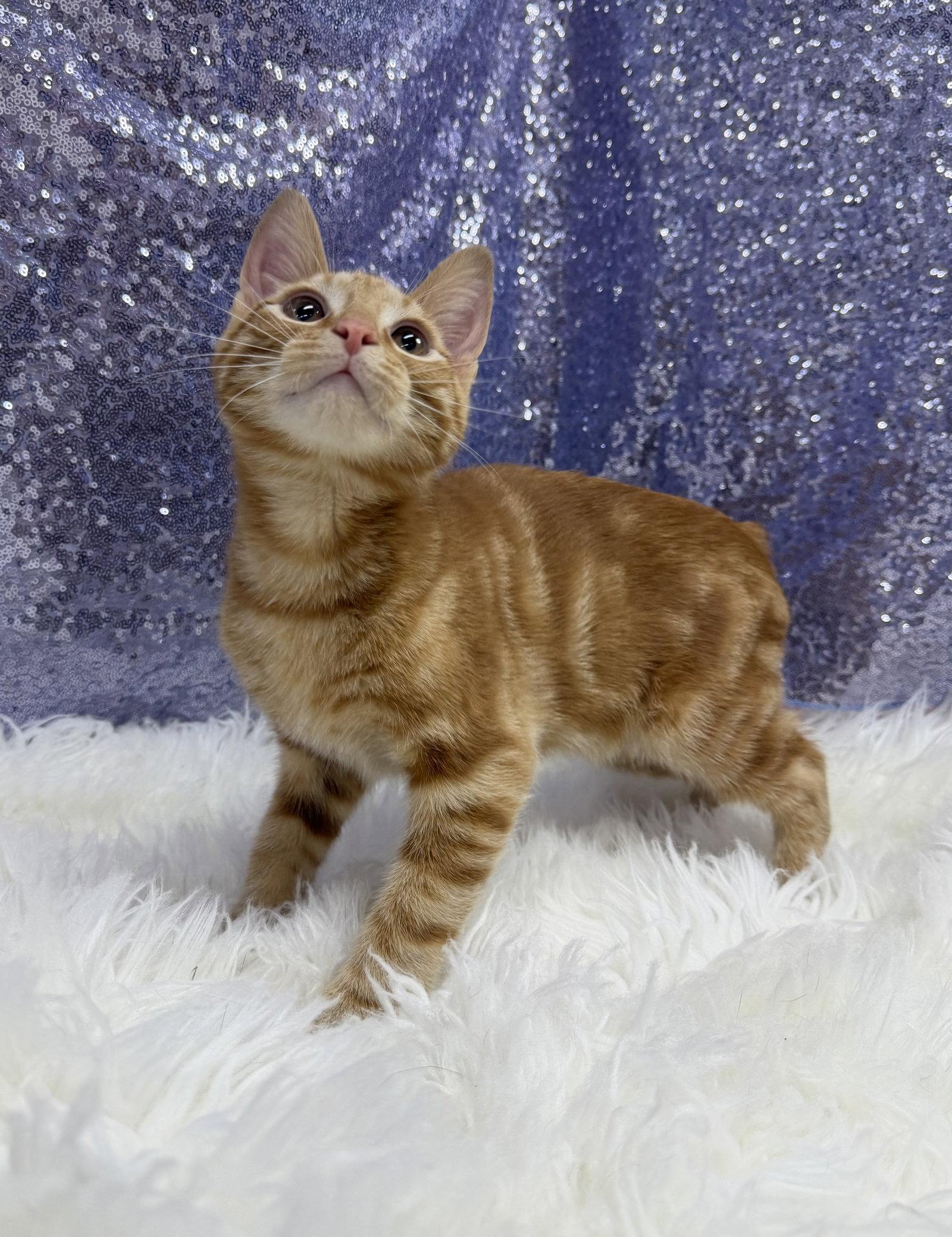 Tyler, a Adoptable Domestic Short Hair in Clarkesville, GA image 2/3