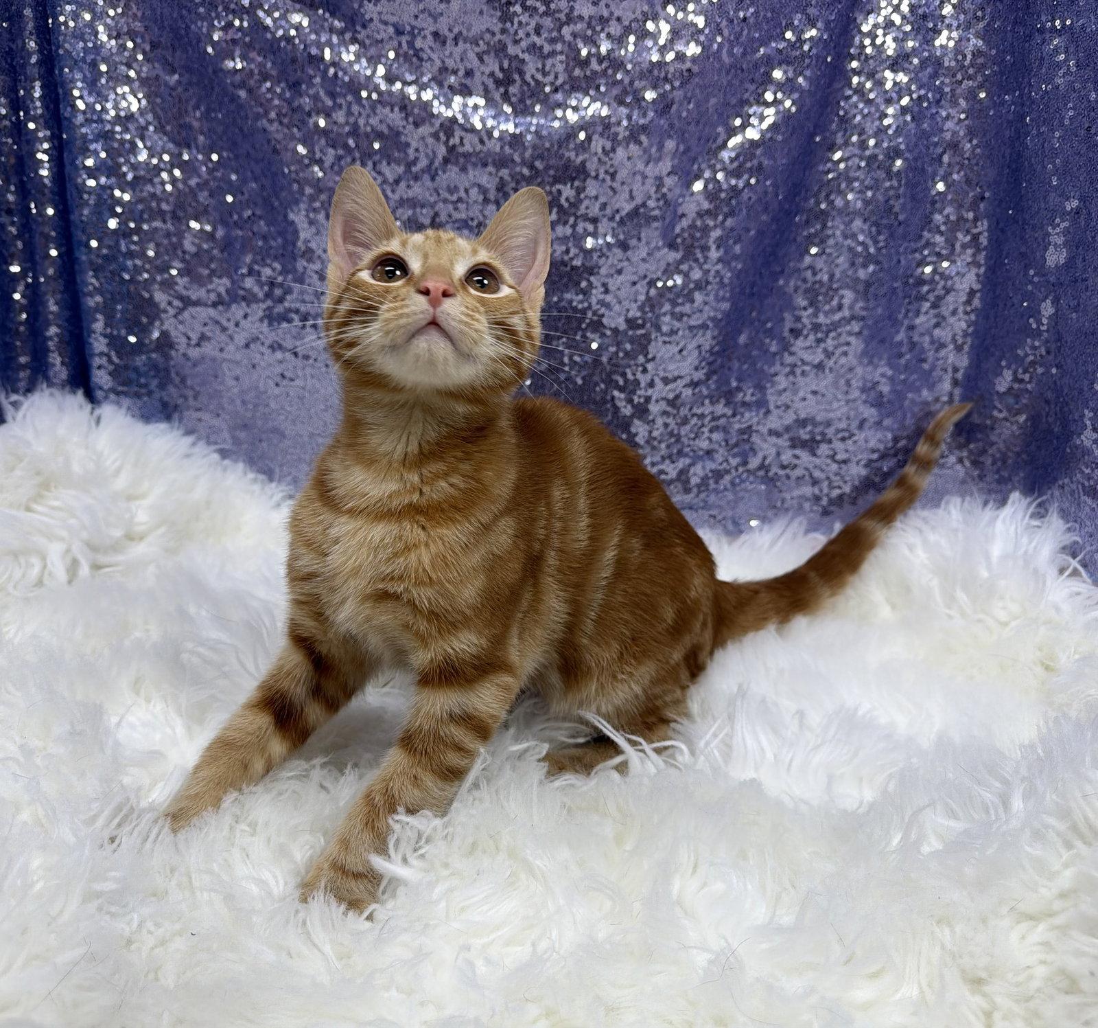 Tyler, a Adoptable Domestic Short Hair in Clarkesville, GA image 3/3