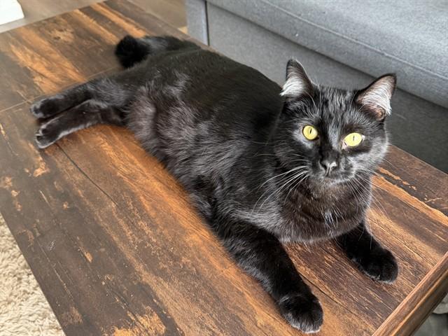 OBAIDAH, Adoptable, Young Male Domestic Short Hair.
