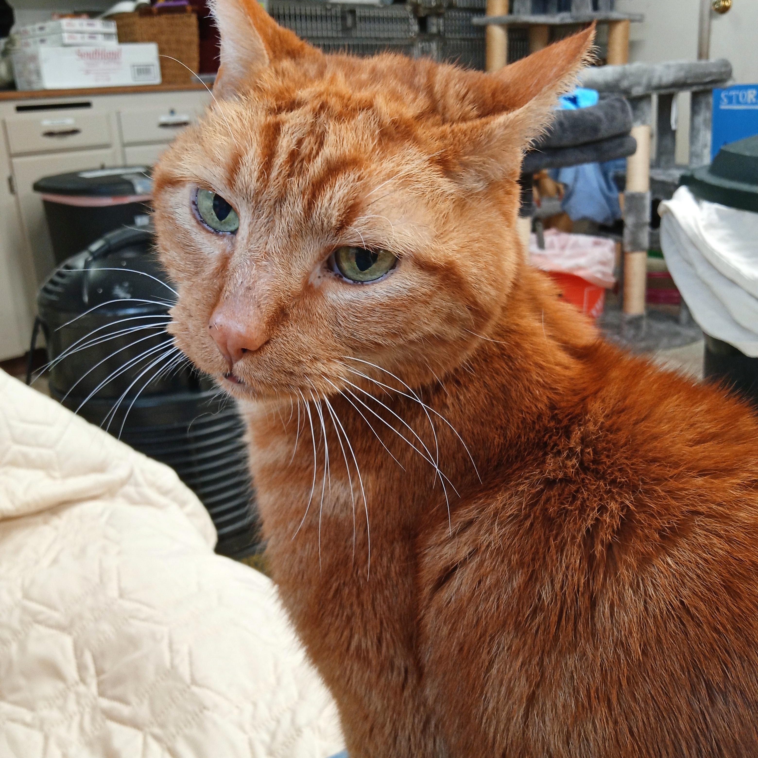 Dosia, a ADOPTABLE Domestic Short Hair in Chehalis, WA image 3/5