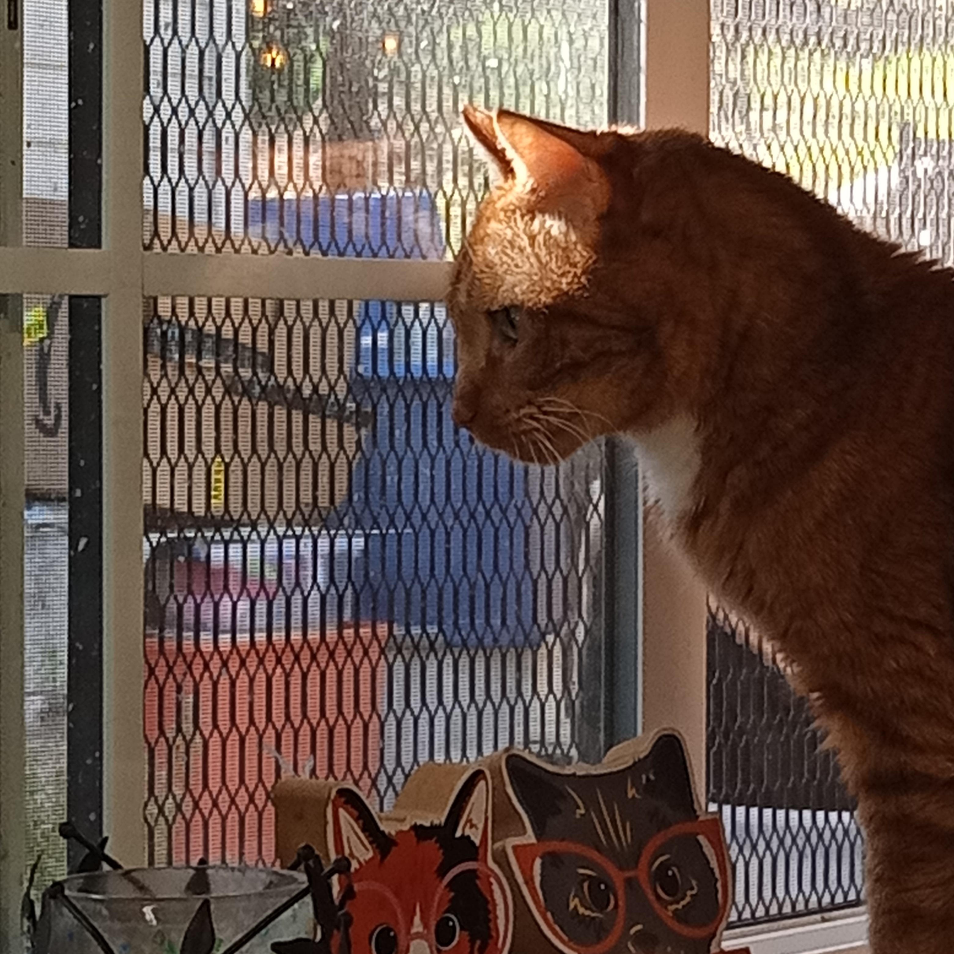 Dosia, a ADOPTABLE Domestic Short Hair in Chehalis, WA image 5/5