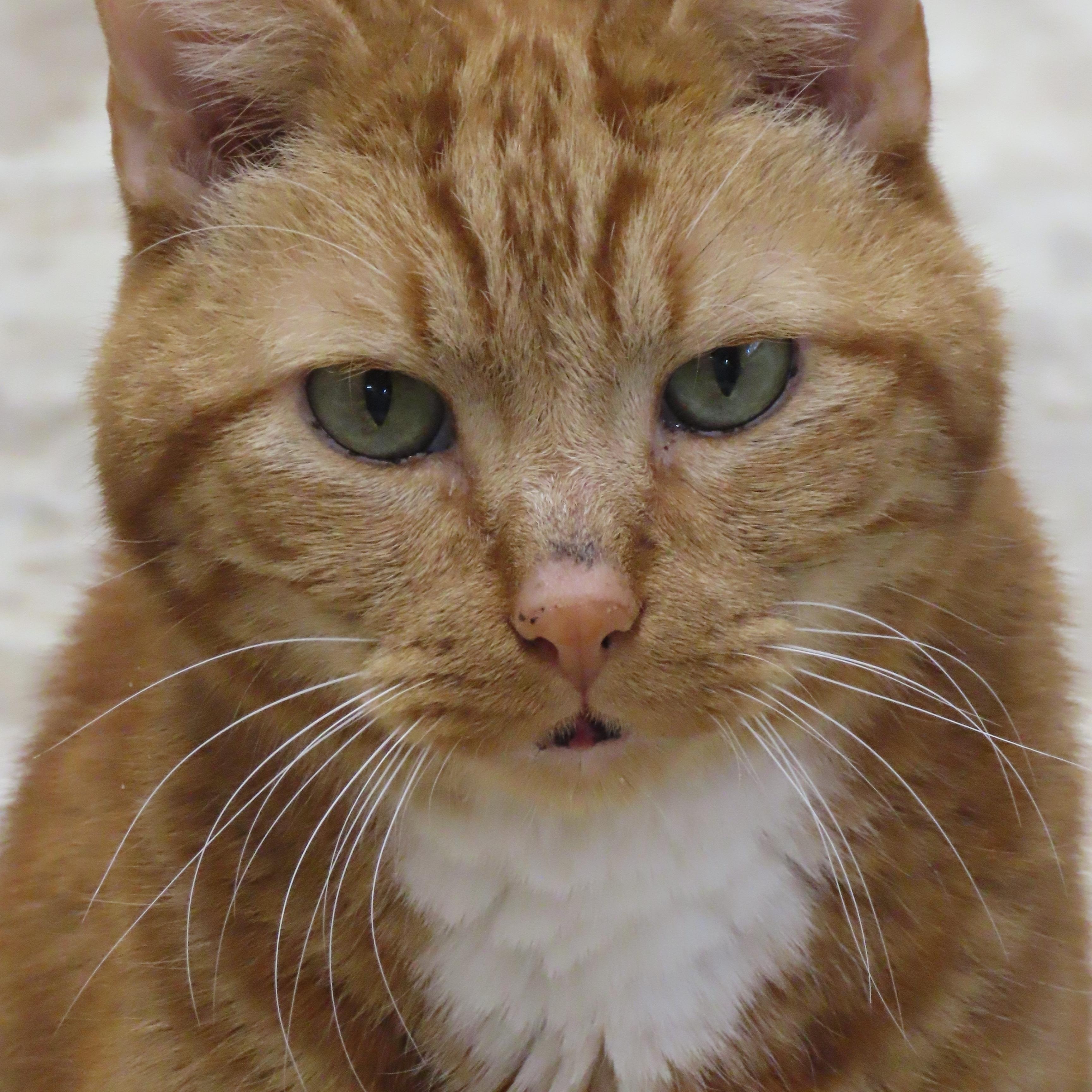 Dosia, ADOPTABLE, Senior Male Domestic Short Hair.