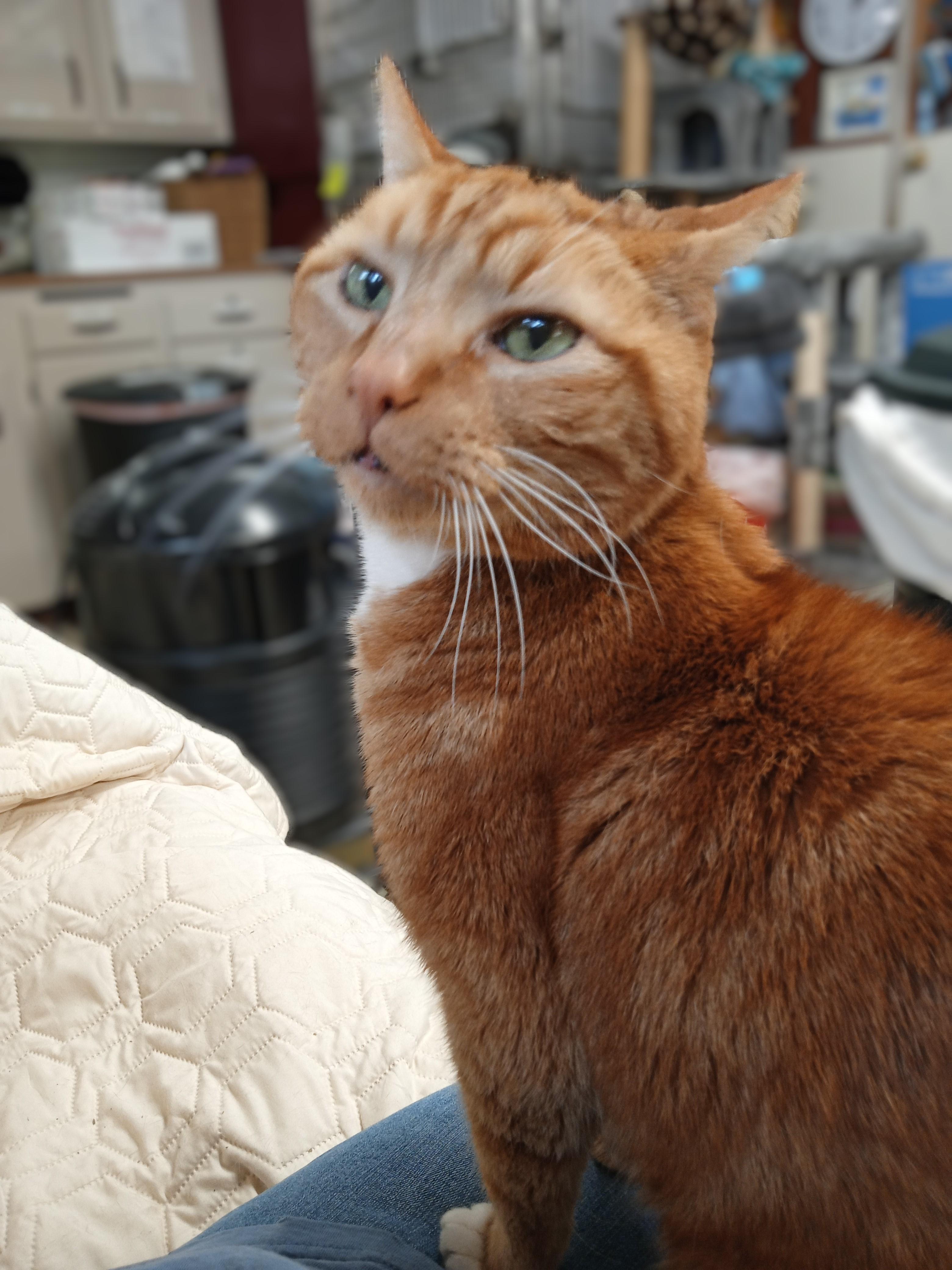 Dosia, a ADOPTABLE Domestic Short Hair in Chehalis, WA image 2/5