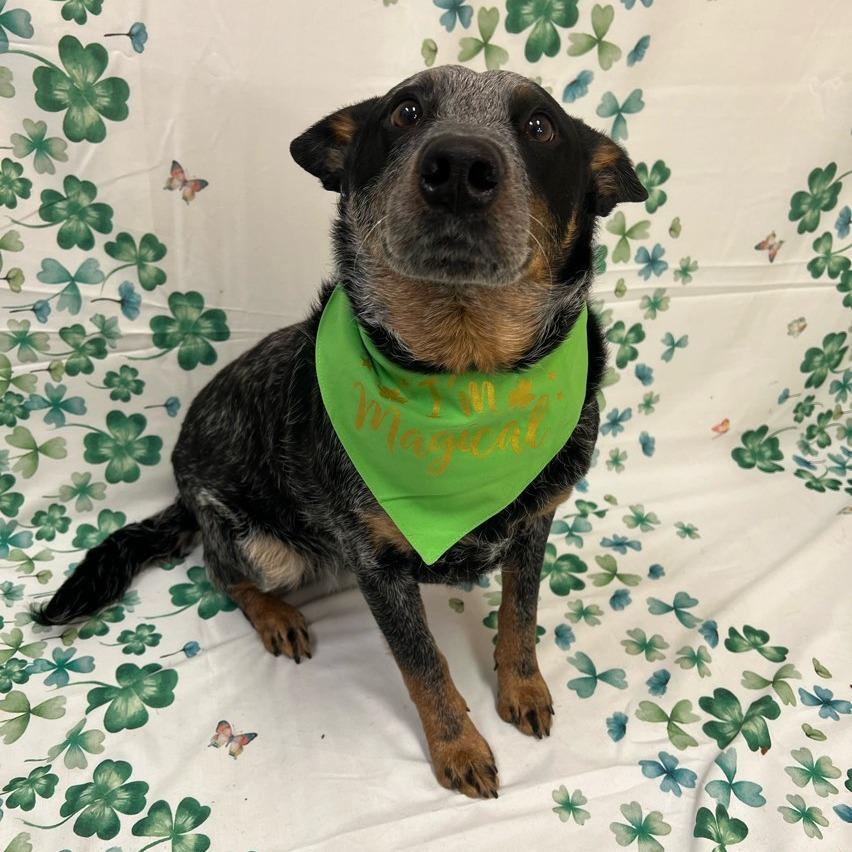 Enlarge Koda Blue, a Adoptable Australian Cattle Dog / Blue Heeler in Conway, NH image 1/6