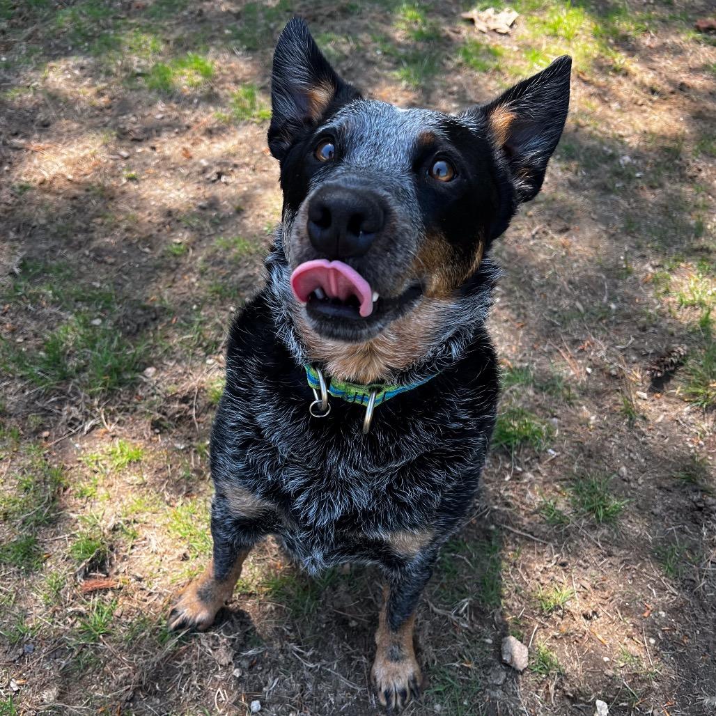 Enlarge Koda Blue, a Adoptable Australian Cattle Dog / Blue Heeler in Conway, NH image 2/6