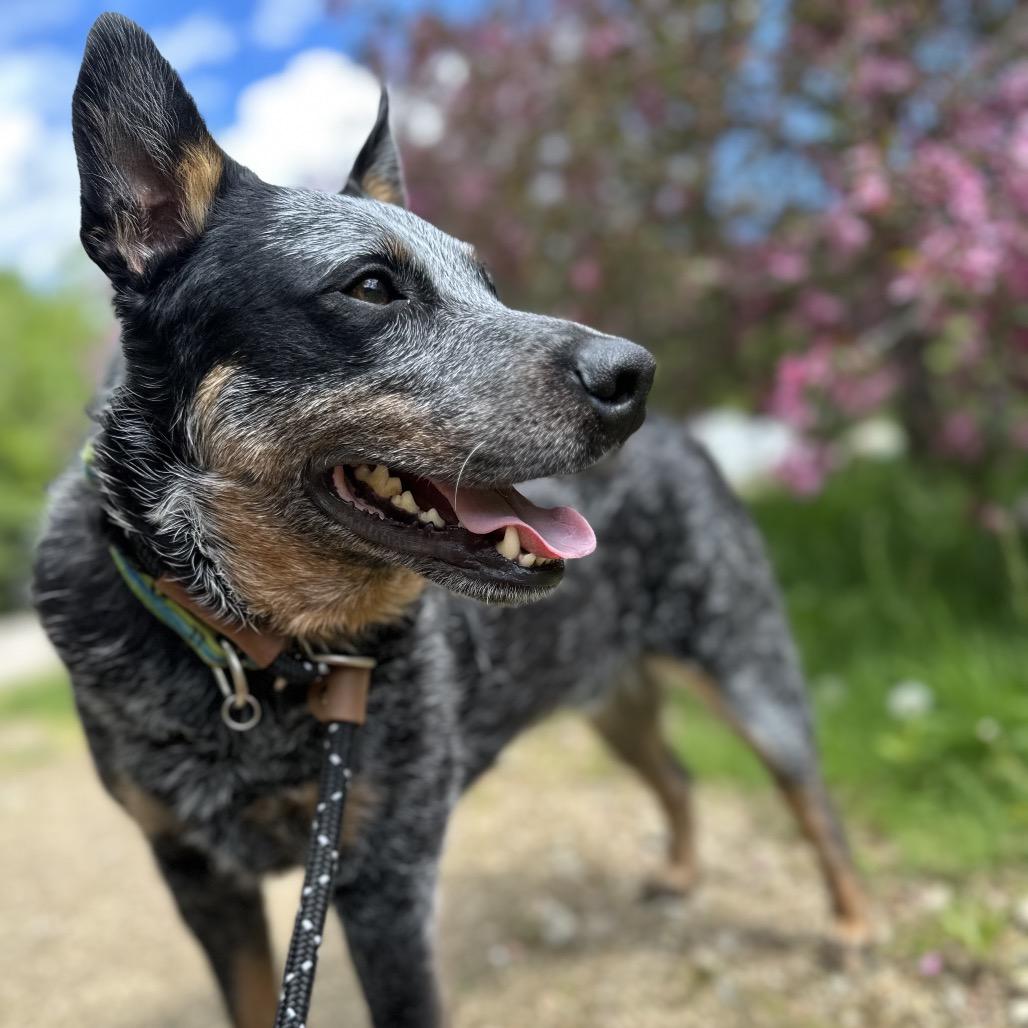 Enlarge Koda Blue, a Adoptable Australian Cattle Dog / Blue Heeler in Conway, NH image 2/6