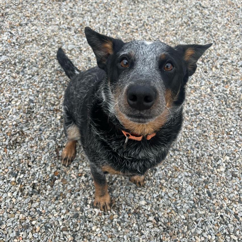 Enlarge Koda Blue, a Adoptable Australian Cattle Dog / Blue Heeler in Conway, NH image 3/6