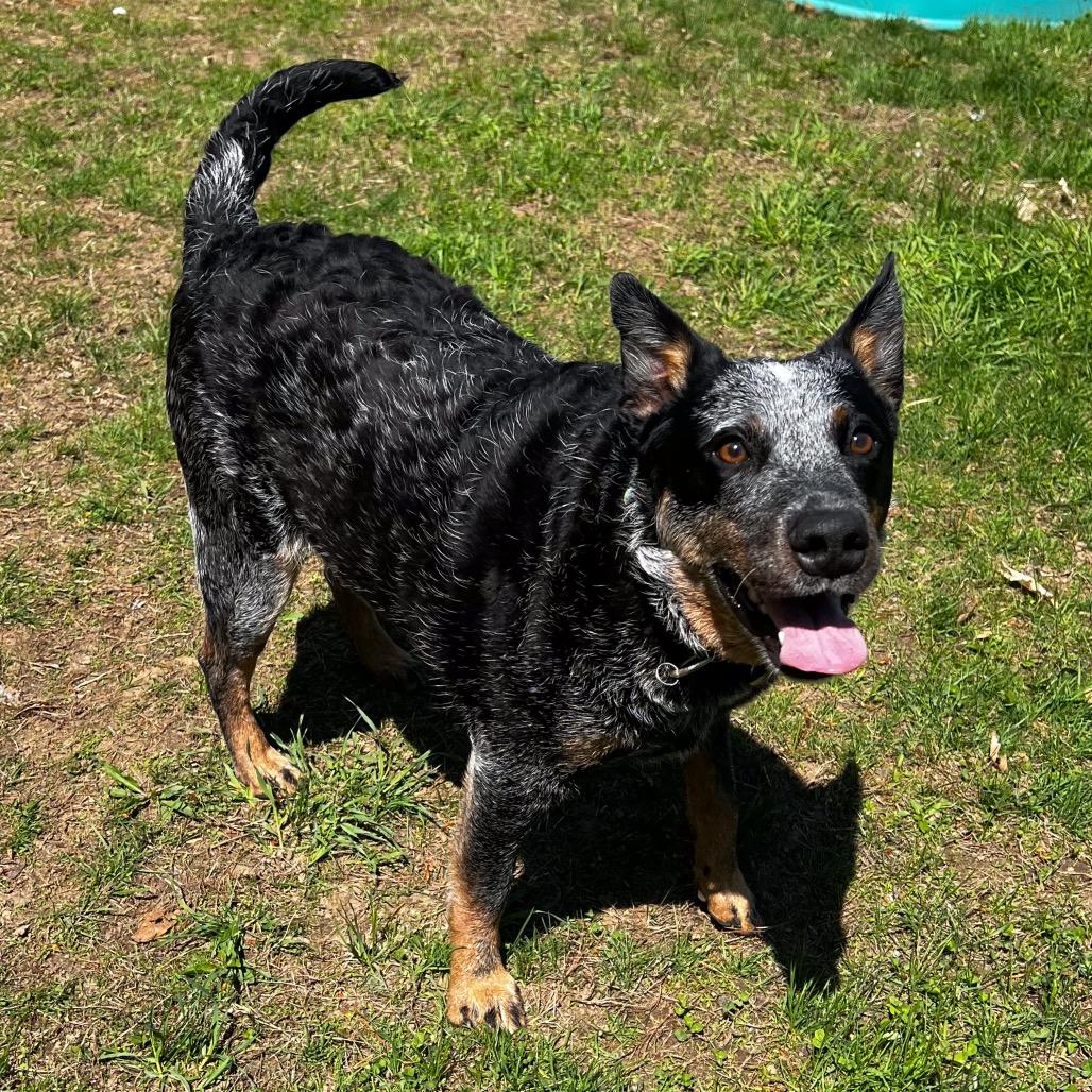 Koda Blue, a Adoptable Australian Cattle Dog / Blue Heeler in Conway, NH image 3/6