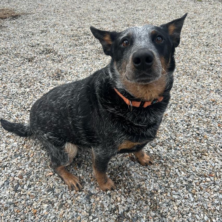 Koda Blue, Adoptable, Adult Male Australian Cattle Dog / Blue Heeler.