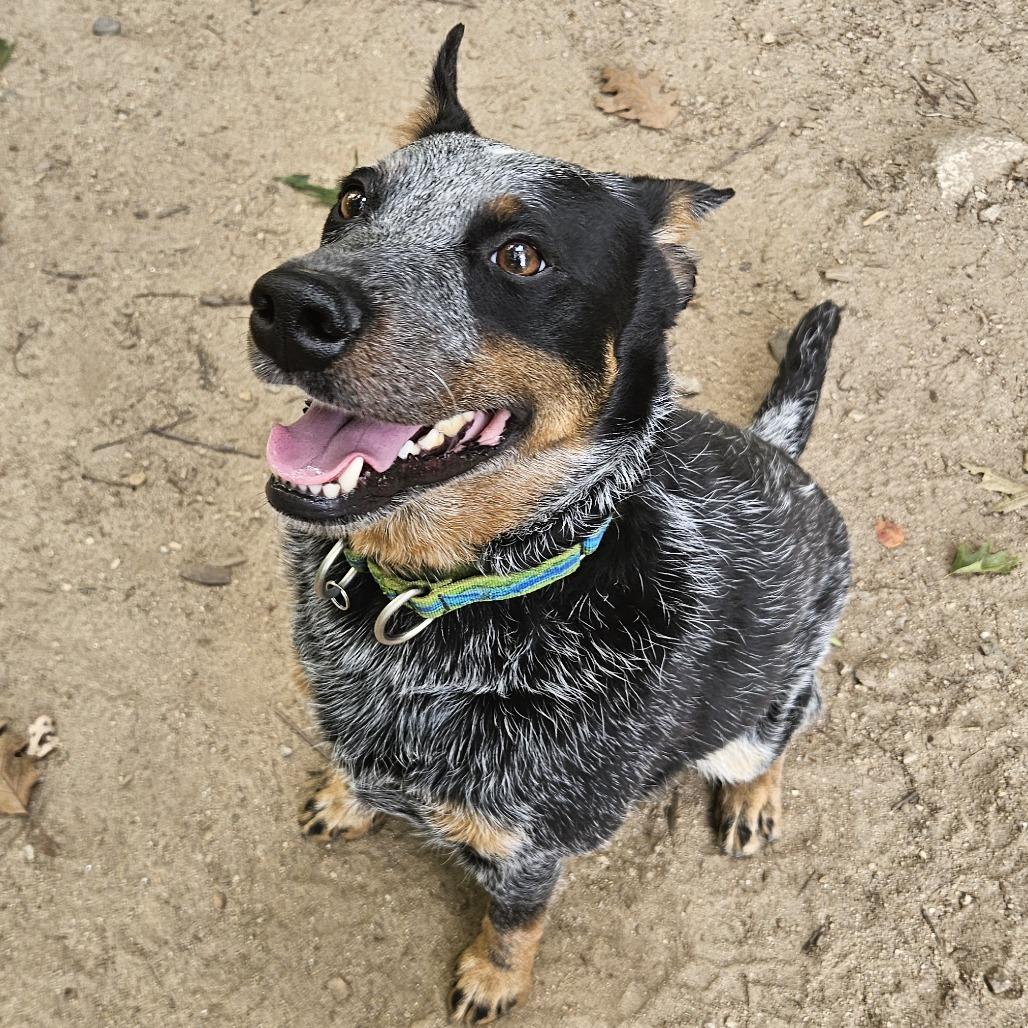 Enlarge Koda Blue, a Adoptable Australian Cattle Dog / Blue Heeler in Conway, NH image 4/6