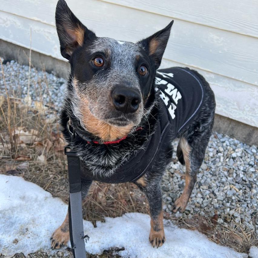 Enlarge Koda Blue, a Adoptable Australian Cattle Dog / Blue Heeler in Conway, NH image 5/6