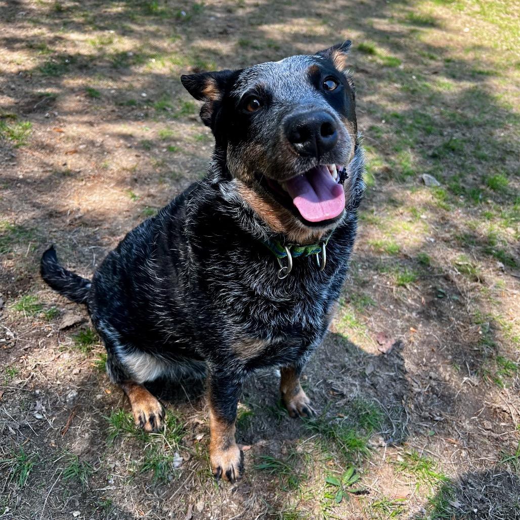 Enlarge Koda Blue, a Adoptable Australian Cattle Dog / Blue Heeler in Conway, NH image 6/6