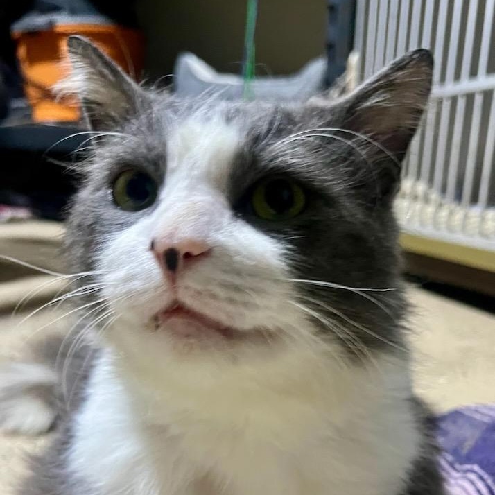 Tommy, ADOPTABLE, Adult Male Domestic Long Hair.