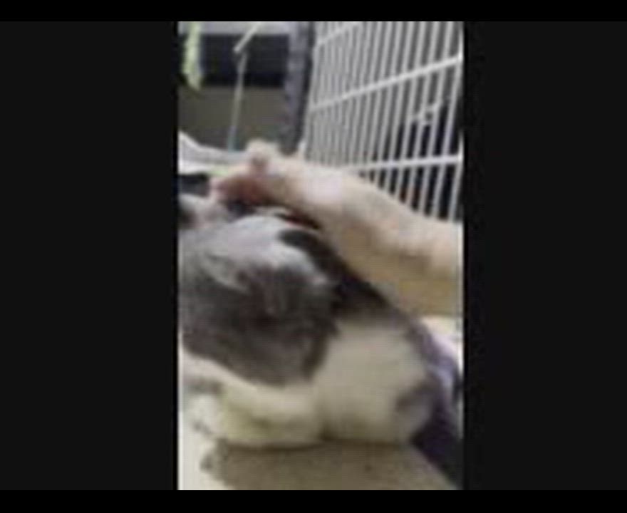 Enlarge Tommy, a ADOPTABLE mixed breed in Hamilton, ON video 5/6