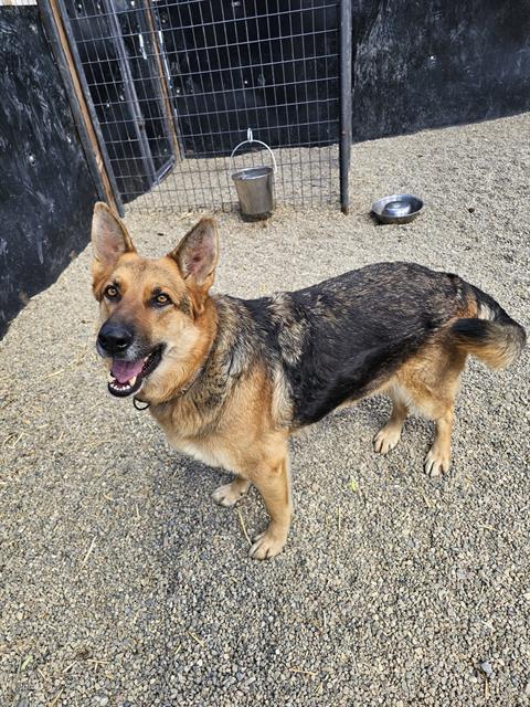 TESSIE, Adoptable, Adult Female German Shepherd Dog.