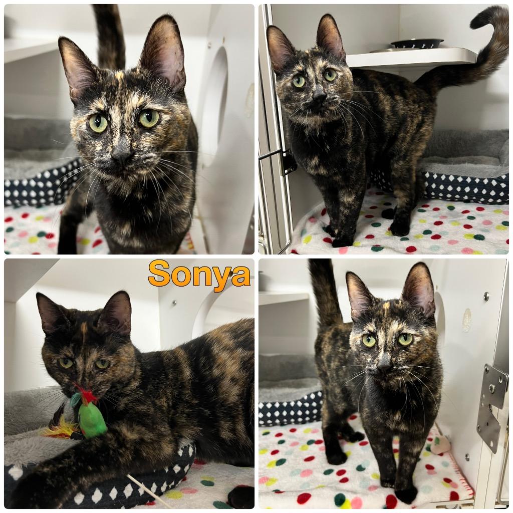 Sonya, Adoptable, Young Female Domestic Short Hair.