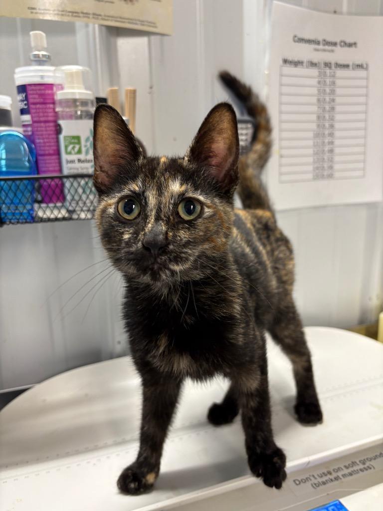 Enlarge Sonya, a Adoptable mixed breed in Pierceton, IN image 2/6