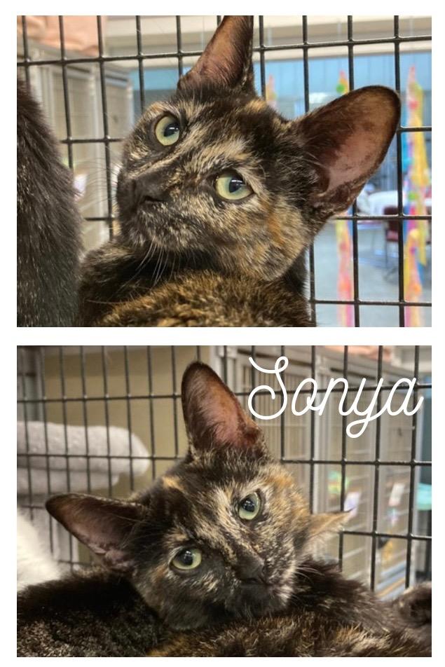 Enlarge Sonya, a Adoptable mixed breed in Pierceton, IN image 2/2