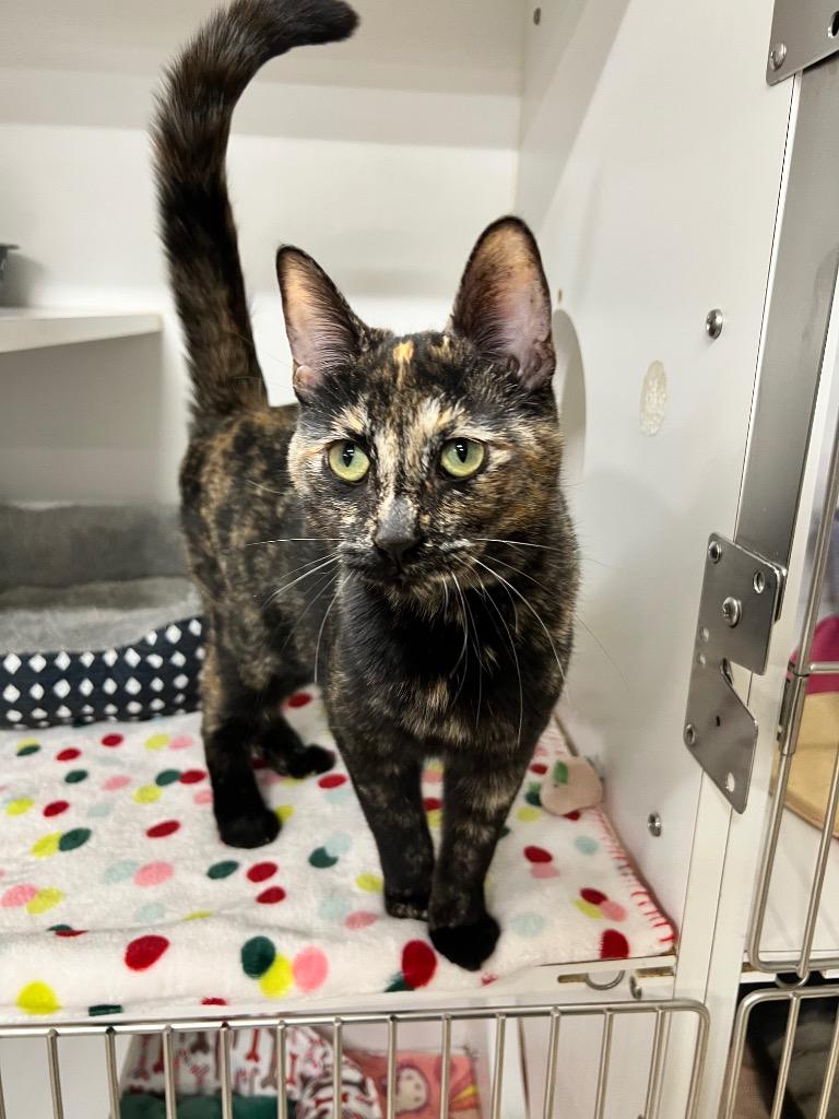 Enlarge Sonya, a Adoptable mixed breed in Pierceton, IN image 3/6