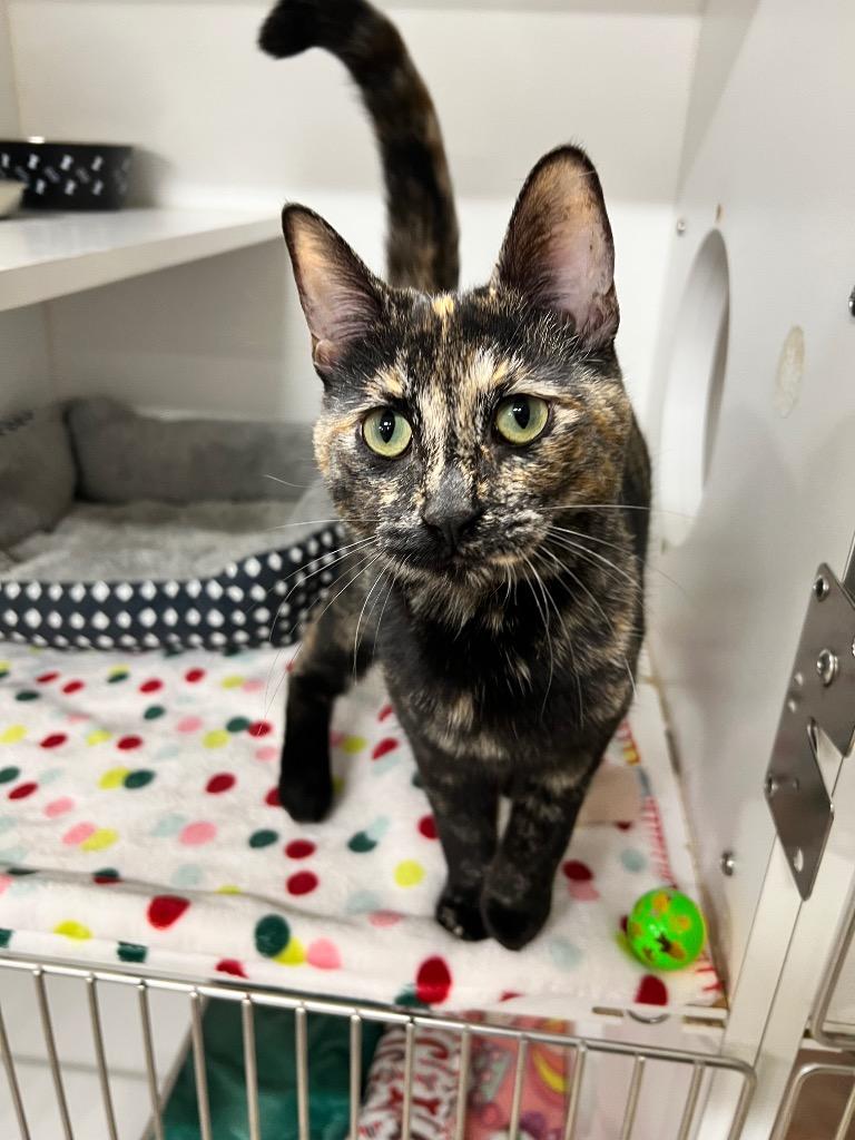 Enlarge Sonya, a Adoptable mixed breed in Pierceton, IN image 5/6