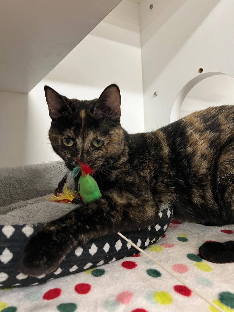 Enlarge Sonya, a Adoptable mixed breed in Pierceton, IN image 6/6