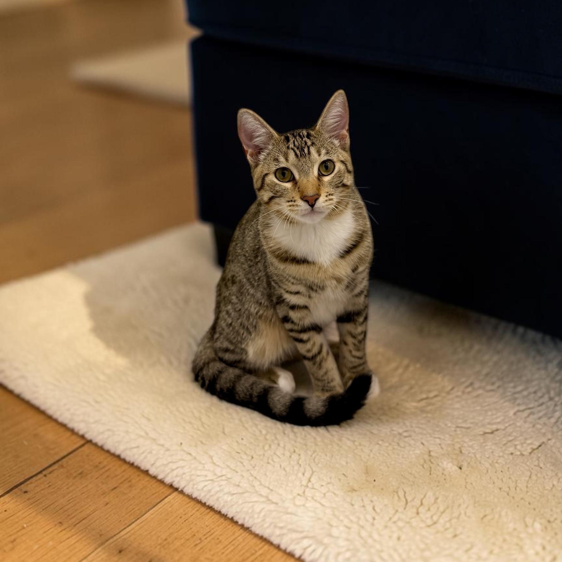 Enlarge Gentle Twix, a Adoptable mixed breed in Boca Raton, FL image 4/6