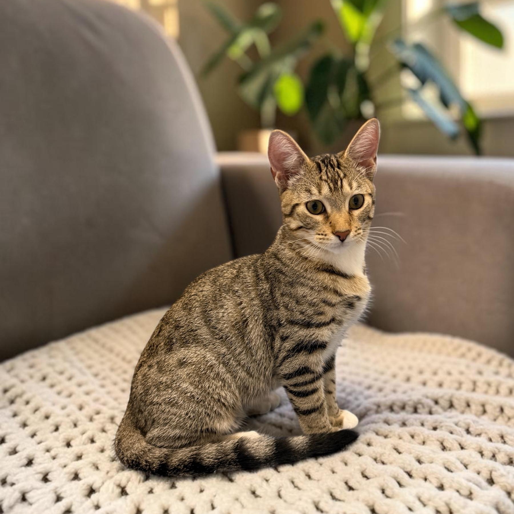 Enlarge Gentle Twix, a Adoptable mixed breed in Boca Raton, FL image 5/6