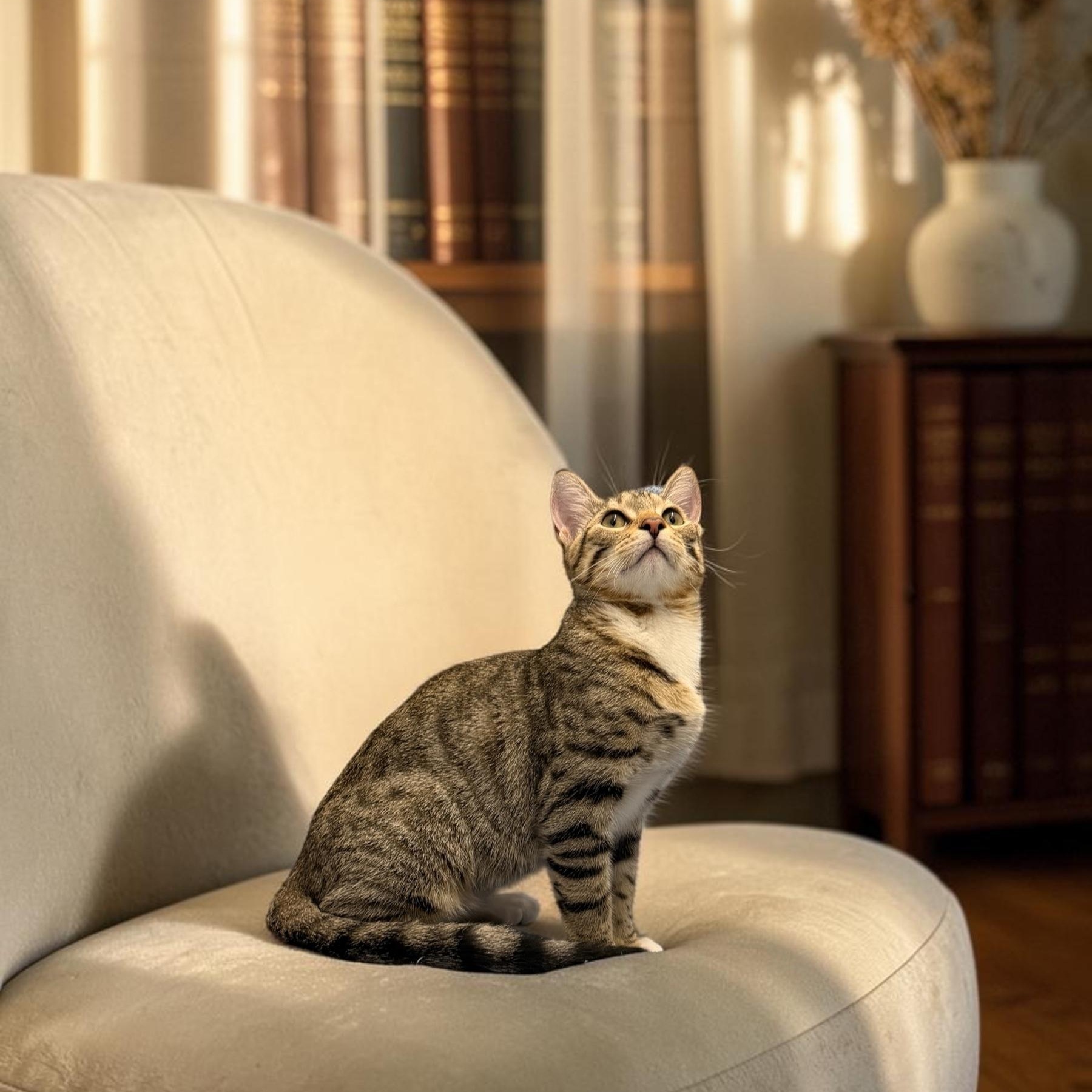 Enlarge Gentle Twix, a Adoptable mixed breed in Boca Raton, FL image 3/6