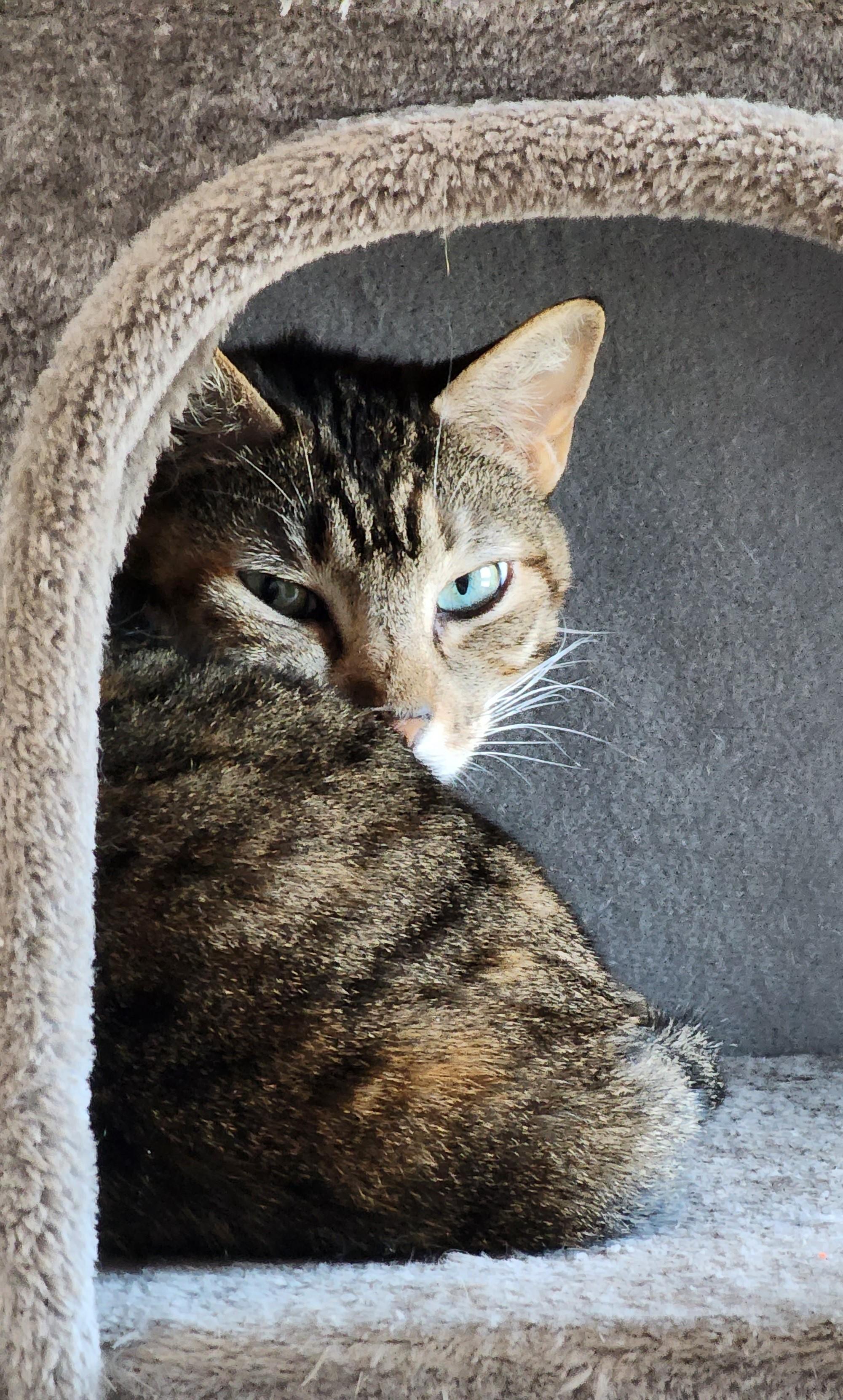 Cleopatra, a Adoptable Domestic Short Hair in St Petersburg, FL image 2/6