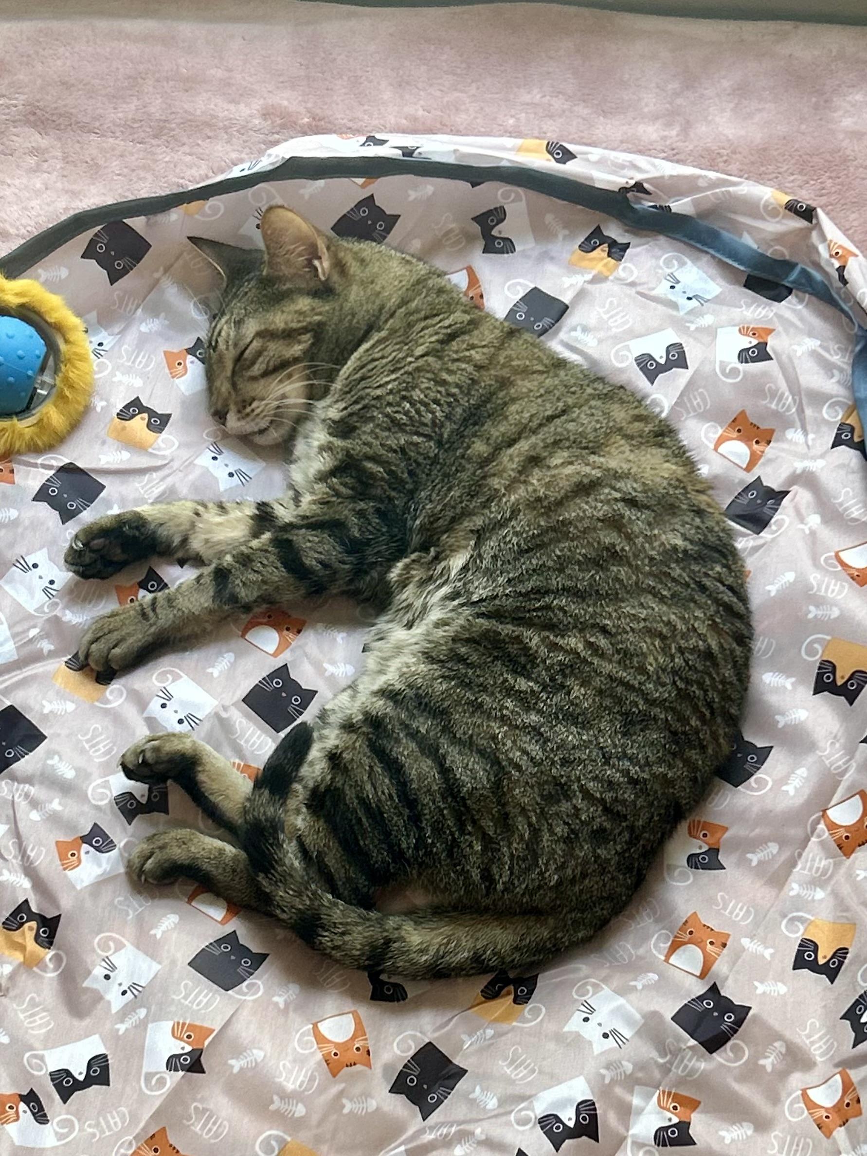 Cleopatra, a Adoptable Domestic Short Hair in St Petersburg, FL image 3/6