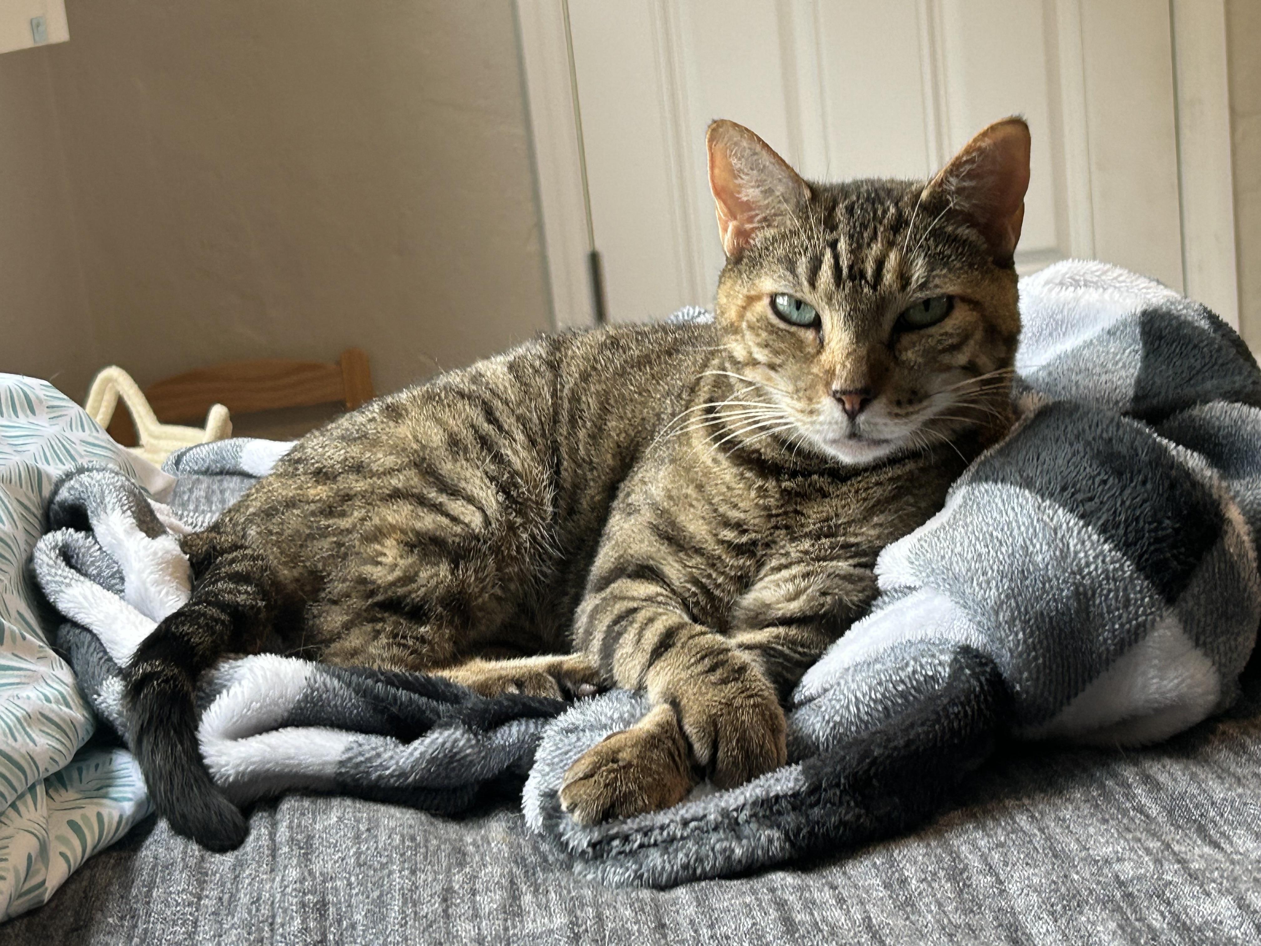 Cleopatra, a Adoptable Domestic Short Hair in St Petersburg, FL image 4/6