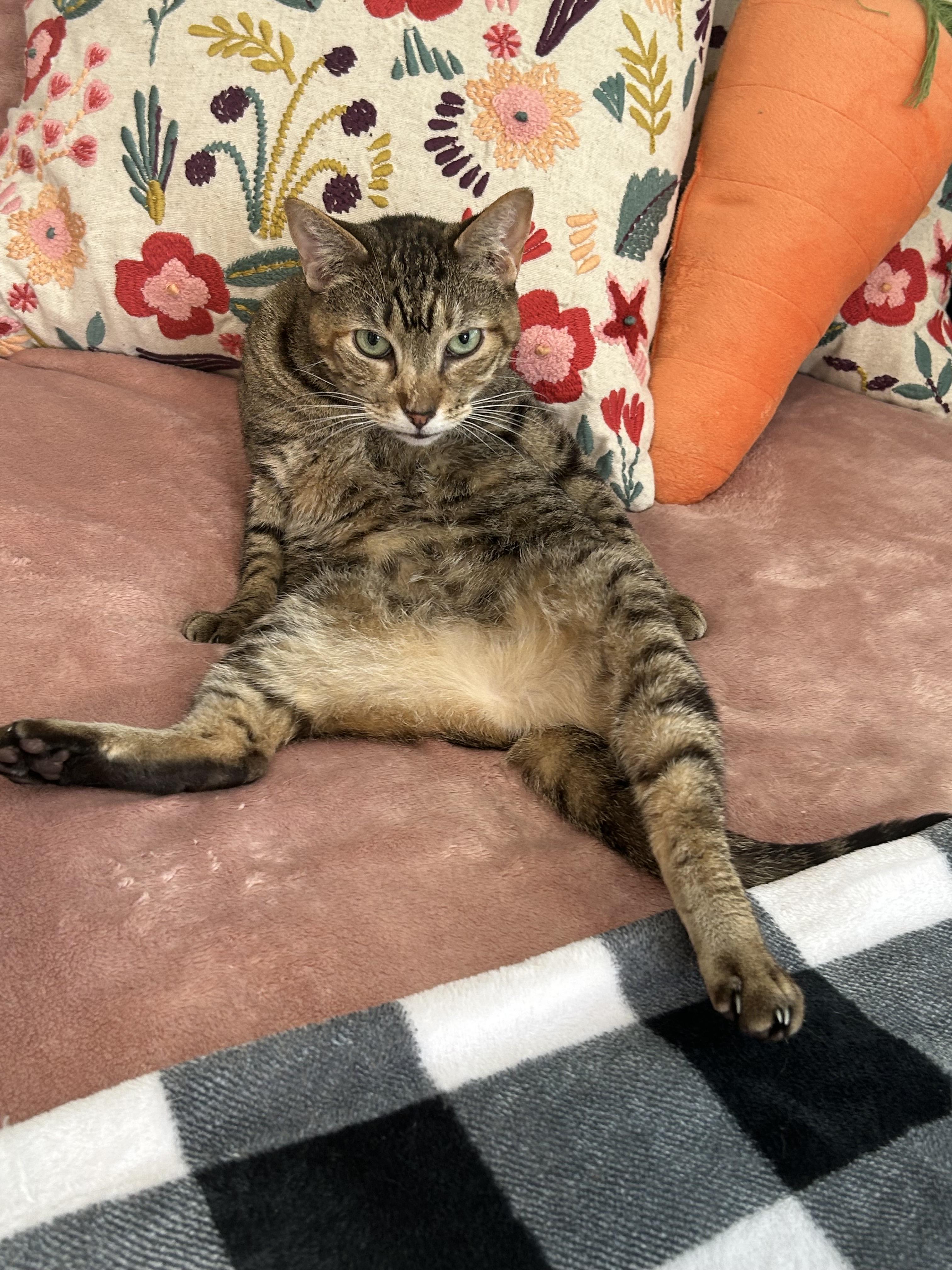Cleopatra, a Adoptable Domestic Short Hair in St Petersburg, FL image 5/6