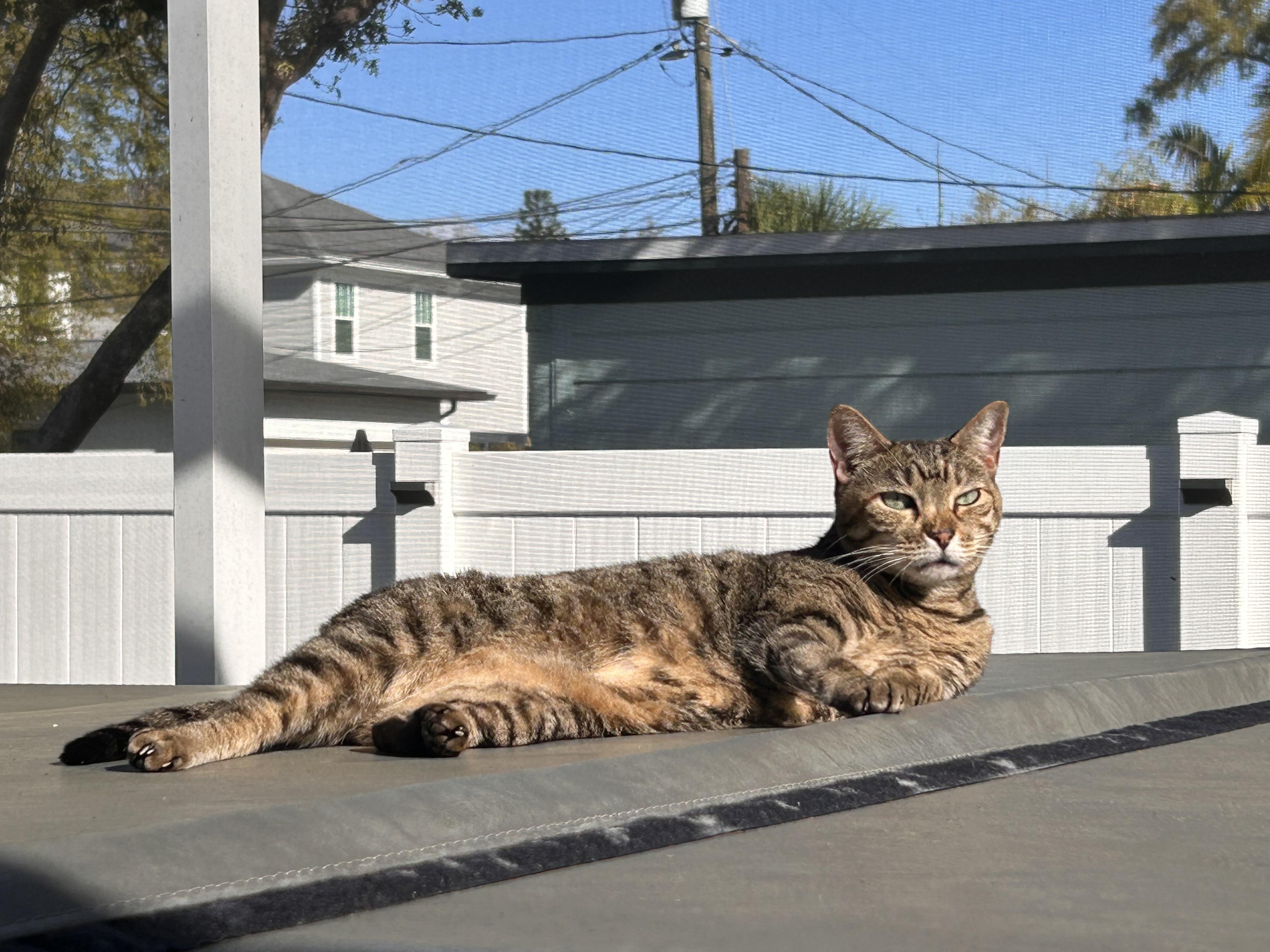 Cleopatra, a Adoptable Domestic Short Hair in St Petersburg, FL image 6/6