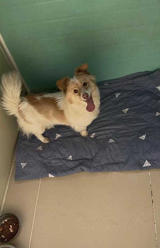 Sunny, ADOPTABLE, Young Female Corgi & Jindo.